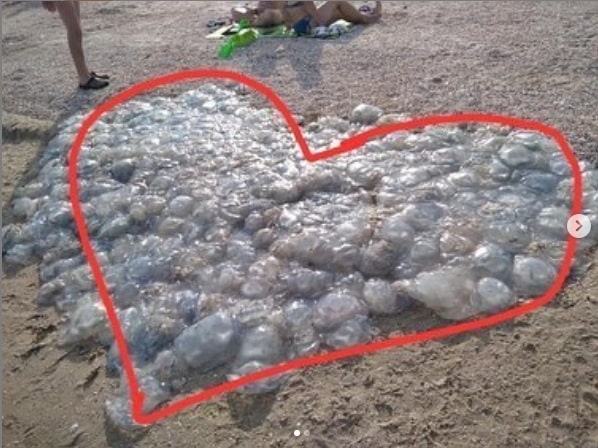 В Кирилловке появилось медузное сердце (фото)